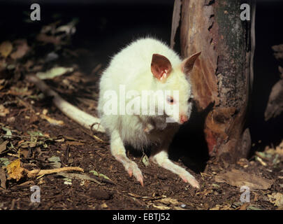 TAMMAR Wallaby, Dama Wallaby (Macropus Eugenii), albino Stockfoto