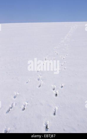 Reh (Capreolus Capreolus), Spuren von zwei Tieren in einem schneebedeckten Hang, Deutschland Stockfoto