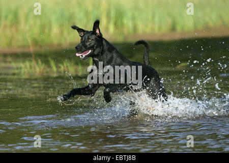 Labrador Retriever (Canis Lupus F. Familiaris), gemischte Rasse Hund läuft durch Wasser Stockfoto