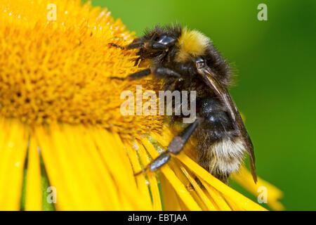 Vestal Kuckuck Hummel (Bombus Vestalis), auf gelbe Blume, Deutschland, Mecklenburg-Vorpommern Stockfoto