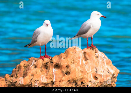 silberne Möwe (Larus Novaehollandiae, Chroicocephalus Novaehollandiae), zwei Möwen auf einem küstennahen Felsen, Coral Bay, Australien, Western Australia Stockfoto