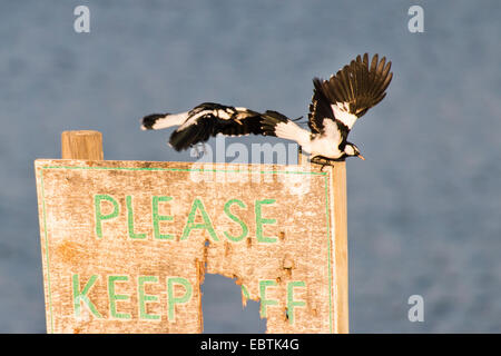 Elster Lerche (Grallina Cyanoleuca), auf einem Schild "Bitte halten Sie aus", Australia, Western Australia, Carnarvon Nationalpark Stockfoto