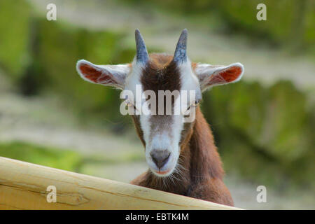 Thüringer Ziege (Capra Hircus, Capra Aegagrus F. Hircus), neugierige Ziege Kind mit Blick auf Holzzaun, Deutschland, Nordrhein-Westfalen Stockfoto
