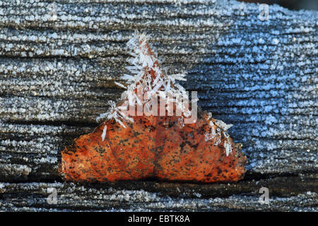 Birke (Betula spec.), Birken-Blatt mit Raureif auf Totholz, Deutschland Stockfoto