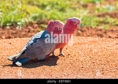 Rosakakadu (Eolophus Roseicapillus, Cacatua Roseicapillus), paar auf Griund, Australia, Western Australia, Cape Range National Park Stockfoto