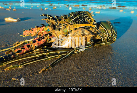 gestrandete Krebse, Australia, Western Australia, Exmouth Stockfoto