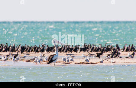 Australischer Pelikan (Pelecanus Conspicillatus), viele der Angebote verschiedener Arten am Strand von der Francois Peron National Park, Australien, Western Australia, Francois Peron National Park, Monkey Mia Stockfoto