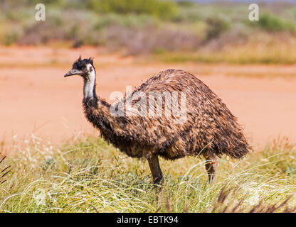 Emu (Dromaius Novaehollandiae), Männlich, Western Australia, Australien, Cardabia Creek Stockfoto