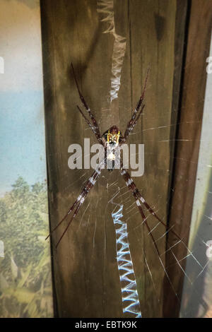 Golden-Seide Spinne, Goldene Seide Orbweaver (Nephila Clavipes), in seiner Web, Australia, Western Australia, Cape Range National Park Stockfoto