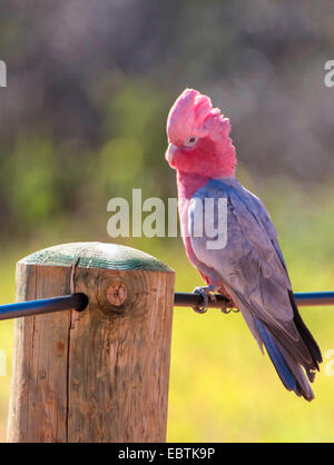 Rosakakadu (Eolophus Roseicapillus, Cacatua Roseicapillus), auf einem Zaun, Australia, Western Australia, Cape Range National Park Stockfoto