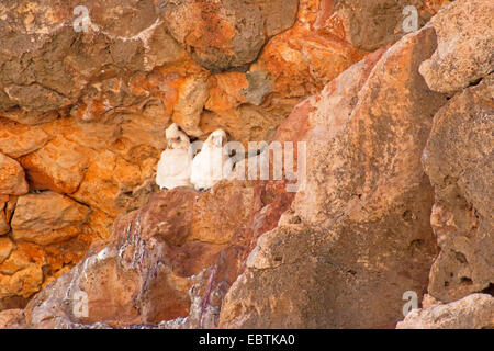 Little Corella (Cacatua sanguineaund), paar in das Nest, Australia, Western Australia, Cape Range National Park Stockfoto