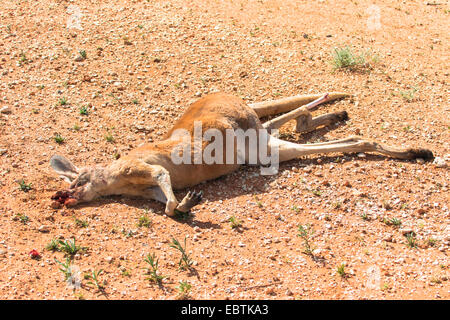 roter Känguruh, Ebenen Känguru, blauen Flieger (Macropus Rufus, Megaleia Rufa), tot roten Känguru auf der Straße Seite, Australia, Western Australia Stockfoto