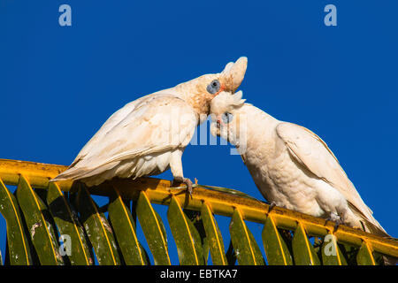 Nacktaugenkakadu (Cacatua sanguineaund), paar auf einem Palm-Baum, Australien, Western Australia, Carnarvon Nationalpark Stockfoto