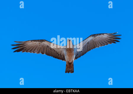 Östlichen Fischadler (Pandion Cristatus), im Flug, Würmer-Auge Ansicht, Australia, Western Australia, Exmouth Stockfoto