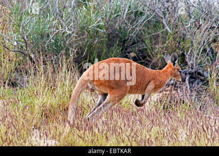rote Känguruh, Känguru, blauen Flieger (Macropus Rufus, Megaleia Rufa), Ebenen springen in das Gebüsch, Australia, Western Australia Stockfoto