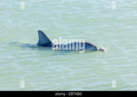 Bottlenosed Delphin, gemeiner Flasche – Nosed Delfin (Tursiops Truncatus), schwimmen auf der Oberfläche des Wassers, Australia, Western Australia, Monkey Mia Stockfoto