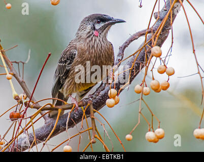 roten Flechtwerk Vogel (Anthochaera Carunculata), auf einem Zweig, Australia, Western Australia, Kalbarri National Park Stockfoto