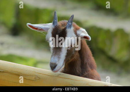 Thüringer Ziege (Capra Hircus, Capra Aegagrus F. Hircus), neugierige Ziege Kind mit Blick auf Holzzaun, Deutschland, Nordrhein-Westfalen Stockfoto