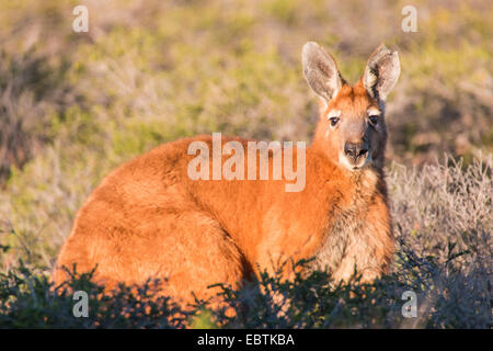 rote Känguruh, Känguru, blauen Flieger (Macropus Rufus, Megaleia Rufa), Ebenen liegen in einer Wiese, Australia, Western Australia, Kalbarri National Park Stockfoto