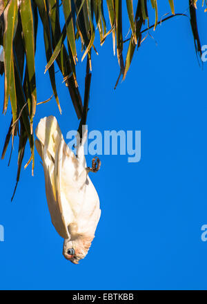 Little Corella (Cacatua sanguineaund), Klimbing auf einem Palm-Baum, Australien, Western Australia, Carnarvon Nationalpark Stockfoto