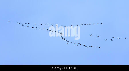 Graugans (Anser Anser), fliegende Truppe, Graugänsen, Norwegen, Nordland, Sagfjorden Stockfoto