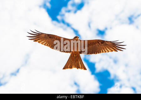 Schwarzmilan, Yellow-billed Kite (Milvus Migrans), im Flug, Würmer-Auge Ansicht, Australia, Western Australia Stockfoto