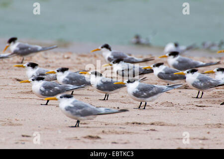 größere crested Seeschwalbe (Thalasseus Bergii, Sterna Bergii), größere crested Seeschwalben auf Beach, Australien, Western Australia, Kalbarri National Park Stockfoto