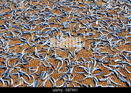 Stockfisch, fischt auf Kokosmatten trocknen am Strand, Sri Lanka, Negombo Stockfoto