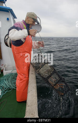 Fischer auf Trawler ziehen eine Hummerfalle aus dem Wasser, Norwegen Stockfoto