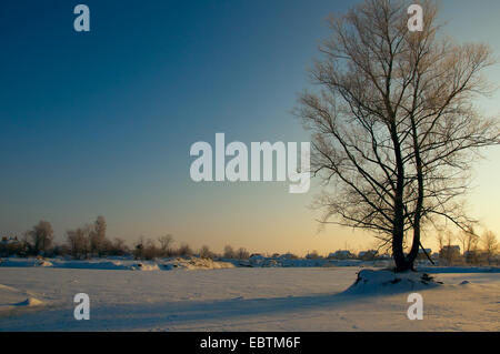 Beautiful winter landscape with snow covered tree Stockfoto