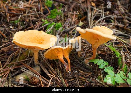 Falscher Pfifferling (Hygrophoropsis Aurantiaca), Fruchtbildung Körpern auf Wald, Boden, Deutschland Stockfoto