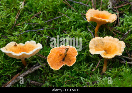 Falscher Pfifferling (Hygrophoropsis Aurantiaca), Pilze in Moos, Deutschland Stockfoto