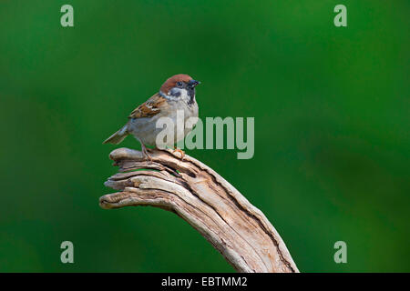 Eurasische Baum-Spatz (Passer Montanus), auf einem Toten Ast, Deutschland Stockfoto