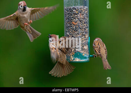 Eurasische Baum-Spatz (Passer Montanus), Baum Spatzen Futtergetreide aus ein Vogelhaus, Deutschland Stockfoto