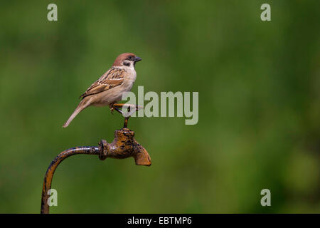 Eurasische Baum-Spatz (Passer Montanus), sitzt männlich auf Gartendekoration im Garten, Deutschland Stockfoto