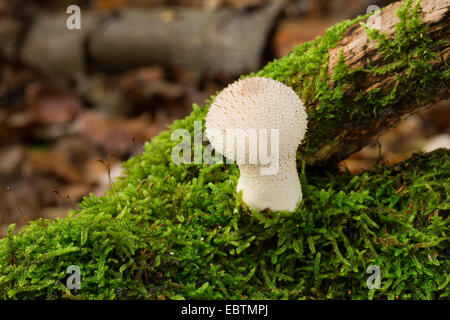 Gewarzt Puffball, Edelstein besetzte Puffball, Teufels Dose (Lycoperdon Perlatum, Lycoperdon Gemmatum), gemeinsame Puffball, Fruchtkörper auf bemoosten Holz, Deutschland Stockfoto