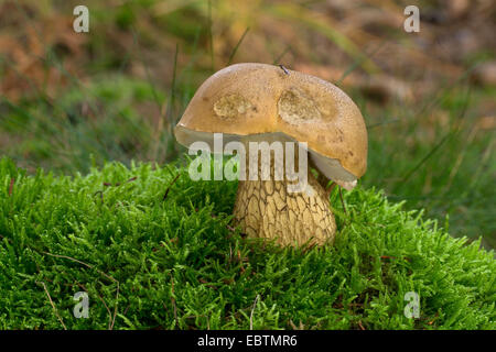 bitteres Bolete (Tylopilus Felleus), Fruchtbildung Körper auf moosigen Boden, Deutschland Stockfoto