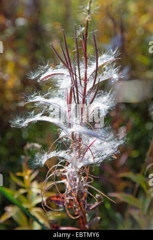 Weidenröschen, blühenden Sally, Rosebay Weide-Kraut, große Weide-Kraut (Epilobium Angustifolium, Chamerion Angustifolium), Weidenröschen im Herbst, Norwegen Troms Stockfoto