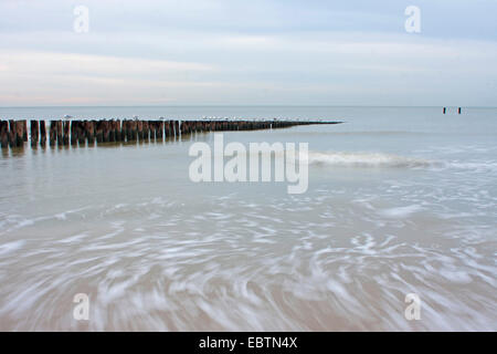 Buhne an der Küste, Niederlande, Zeeland, Middelburg Stockfoto