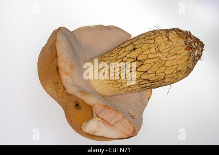 bitter, Bolete (Tylopilus Felleus), Fruchtkörper, Ausschnitt, Deutschland Stockfoto