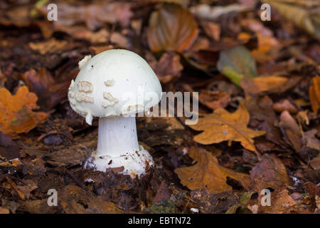 Falsche Deathcap (Amanita Citrina, Amanita Mappa), junge Fruchtkörper mit geschlossenen Schleier auf Wald, Boden, Deutschland Stockfoto