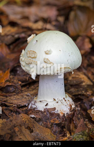 Falsche Deathcap (Amanita Citrina, Amanita Mappa), junge Fruchtkörper mit geschlossenen Schleier auf Wald, Boden, Deutschland Stockfoto