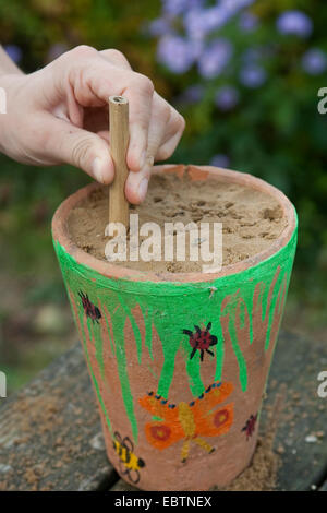 Kinder bauen eine Insekt Zucht helfen, Deutschland, Europa, Deutschland Stockfoto