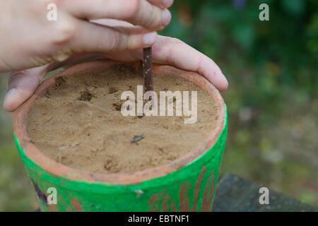 Kinder bauen eine Insekt Zucht helfen, Deutschland, Europa, Deutschland Stockfoto