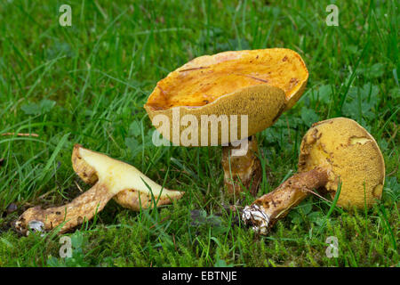 Lärche Bolete (Suillus Grevillei, Suillus Flavus), Fruchtkörper auf einer Wiese, Deutschland Stockfoto