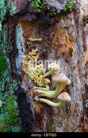 Schwefel, Büschel, Schwefel Büschel, gruppierten Woodlover, Schwefel-Kappe (Grünblättriger Fasciculare, Nematoloma Fasciculare), am Totholz, Deutschland Stockfoto