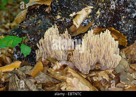 Aufrechte Koralle (Ramaria Stricta), am Fuße eines Baumstammes, Deutschland, Mecklenburg-Vorpommern Stockfoto