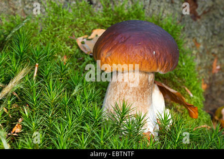 Penny Bun, Cep (Boletus Edulis), einzelne Fruchtkörper in Moos, Deutschland, Mecklenburg-Vorpommern Stockfoto