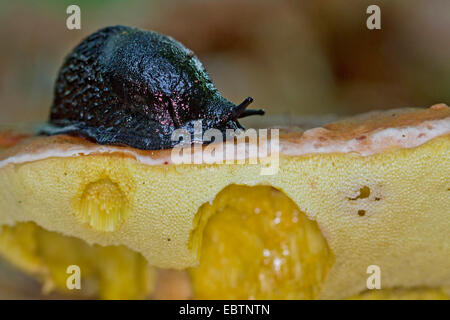 Penny Bun, Cep (Boletus Edulis), durch eine schwarze Schnecke erodiert Arion Ater, Deutschland, Mecklenburg-Vorpommern Stockfoto