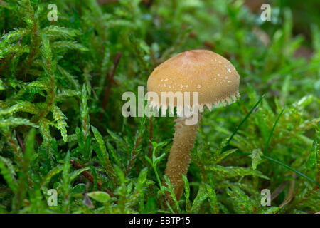 erdigen Powdercap (Cystoderma Amianthinum, Cystoderma Amiantinum), Fruchtkörper auf moosigen Boden, Deutschland Stockfoto